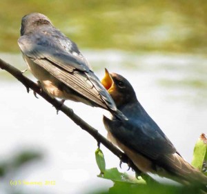 barn swallows -- Scalzi Riverwalk