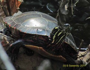 Turtle -- Scalzi Riverwalk