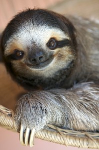 sloth