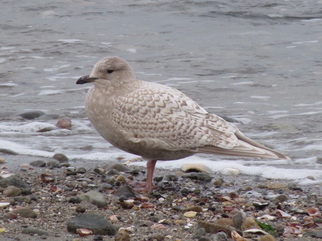 Iceland Gull at Sherwood Island