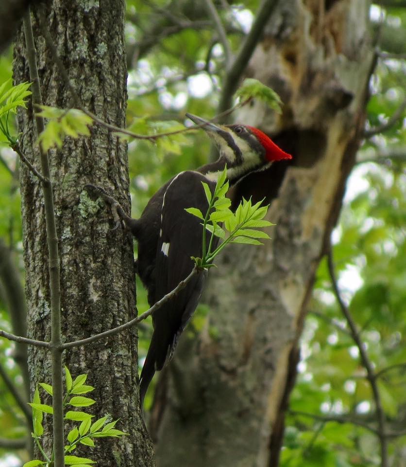 Pileated Woodpecker at Bartlett Arboretum
