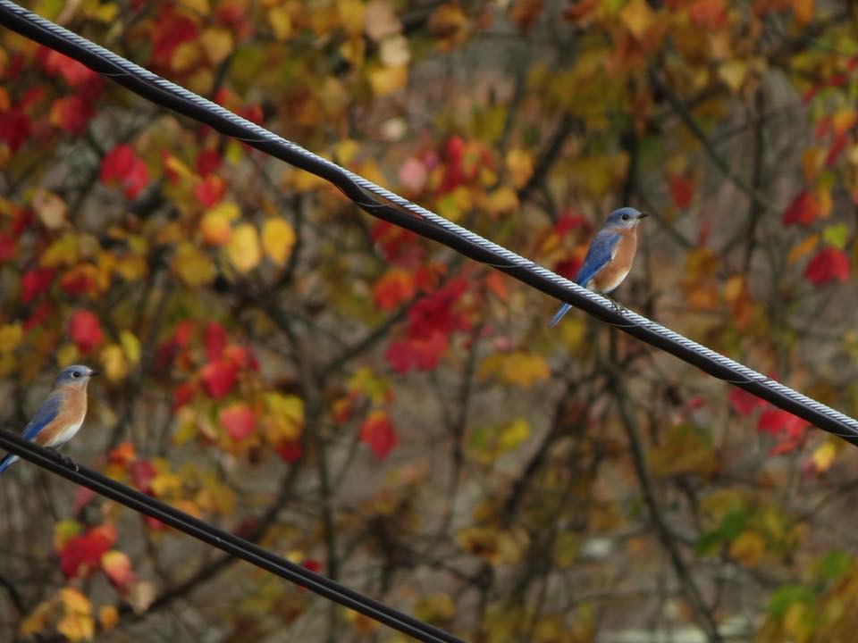 Eastern Bluebirds at Ward Pound Ridge Reservation 