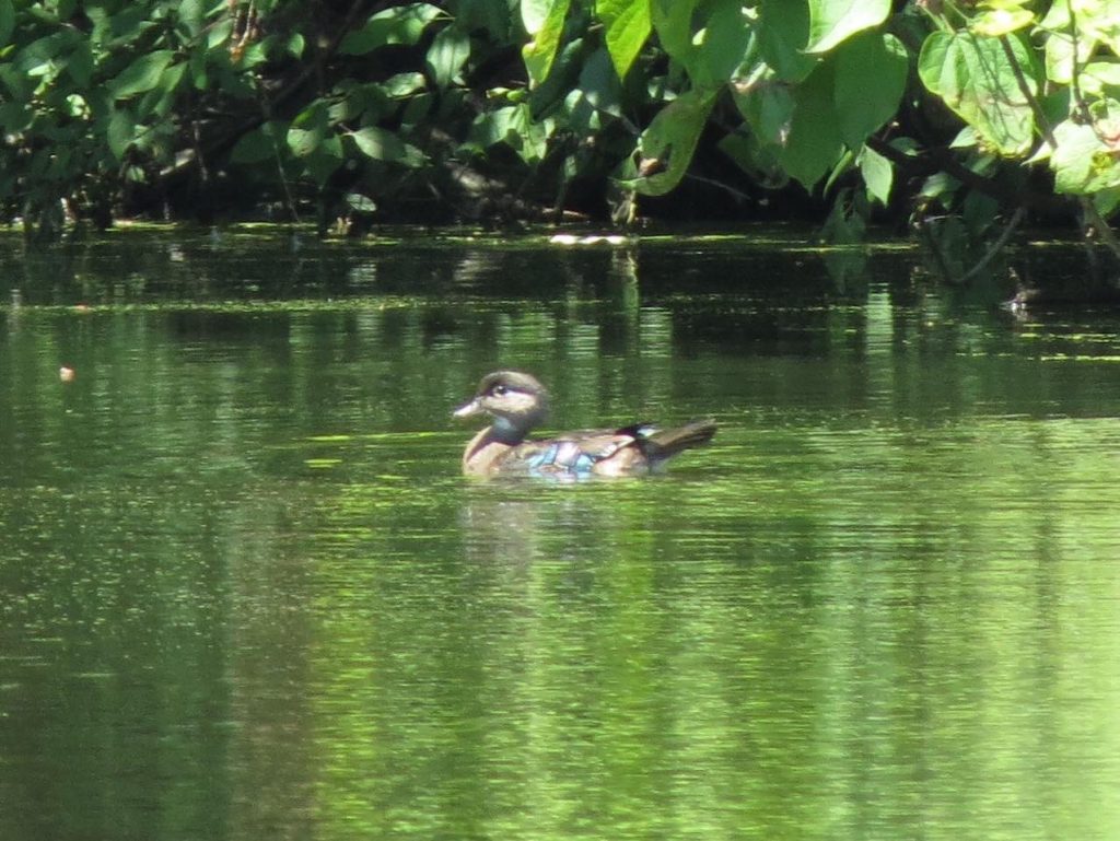 Juvenile Wood Duck on Dunlop Lake