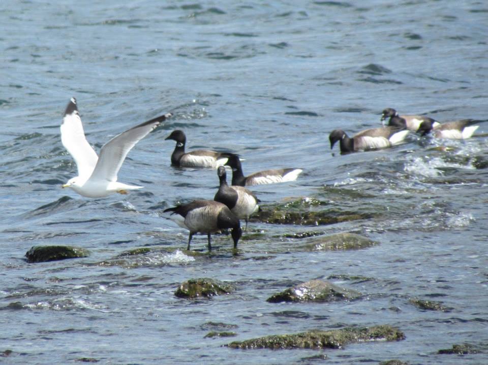 Brant Geese and a Ring-billed Gull at Cove Island Park