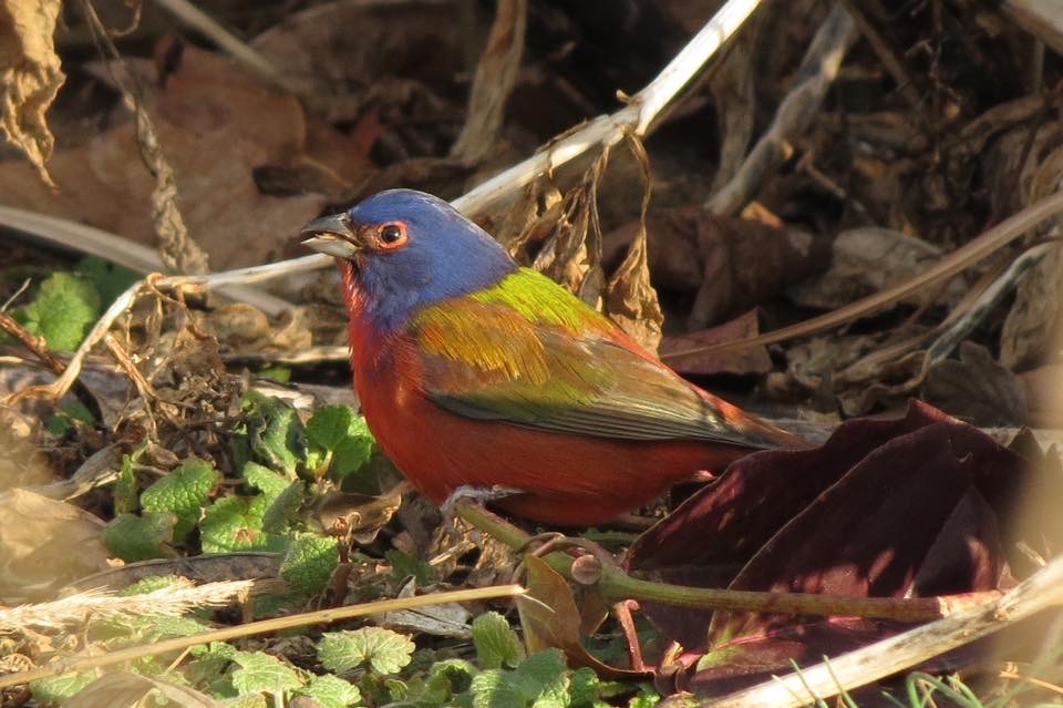 painted bunting